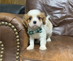 Cavalier King Charles Spaniel Puppy for sale in CAMPBELLSVILLE, KY, USA