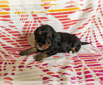 Small Photo #2 Miniature Bernedoodle Puppy For Sale in SPARTA, MO, USA