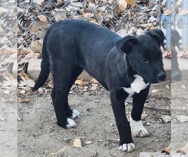 Medium Photo #2 Mutt Puppy For Sale in Incline Village, NV, USA