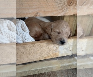 Goldendoodle Puppy for Sale in CLARKSVILLE, Tennessee USA