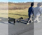 Small #6 Labrador Retriever Mix
