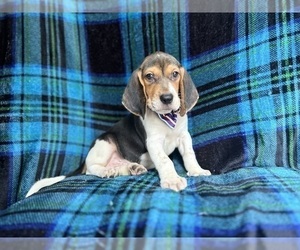 Beagle Puppy for Sale in LAKELAND, Florida USA