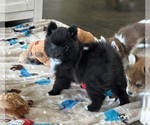Image preview for Ad Listing. Nickname: Dakota