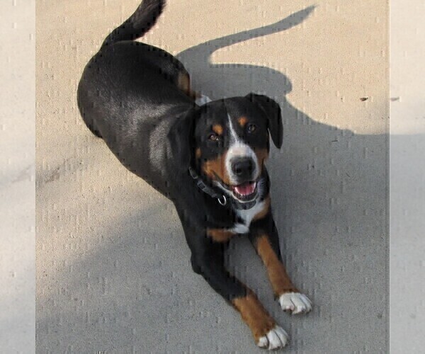 Medium Photo #1 Entlebucher Mountain Dog Puppy For Sale in LEWISBURG, OH, USA