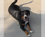 Small Photo #1 Entlebucher Mountain Dog Puppy For Sale in LEWISBURG, OH, USA