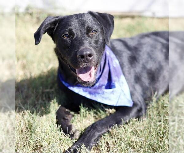 Medium Photo #1 Labrador Retriever-Unknown Mix Puppy For Sale in San Antonio, TX, USA