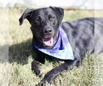 Small Labrador Retriever Mix