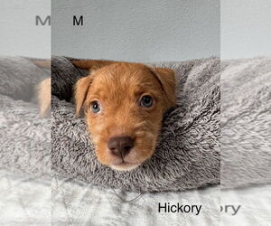 American Pit Bull Terrier-Miniature Schnauzer Mix Dogs for adoption in Oak Bluffs, MA, USA