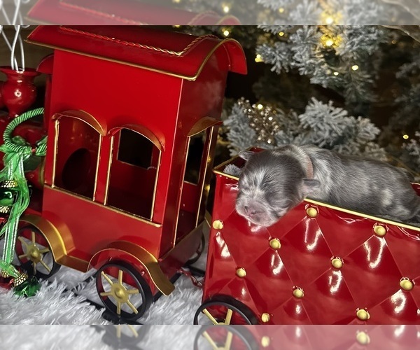 Medium Photo #6 French Bulldog Puppy For Sale in SPRINGFIELD, MO, USA