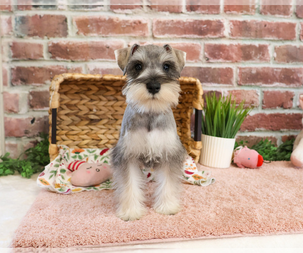 Medium Photo #1 Schnauzer (Miniature) Puppy For Sale in SYRACUSE, IN, USA