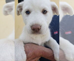 Great Pyrenees-Huskies  Mix Dogs for adoption in Lake Forest, CA, USA