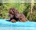 Small #6 ShihPoo