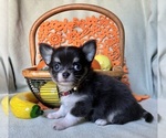 Small #4 Chihuahua