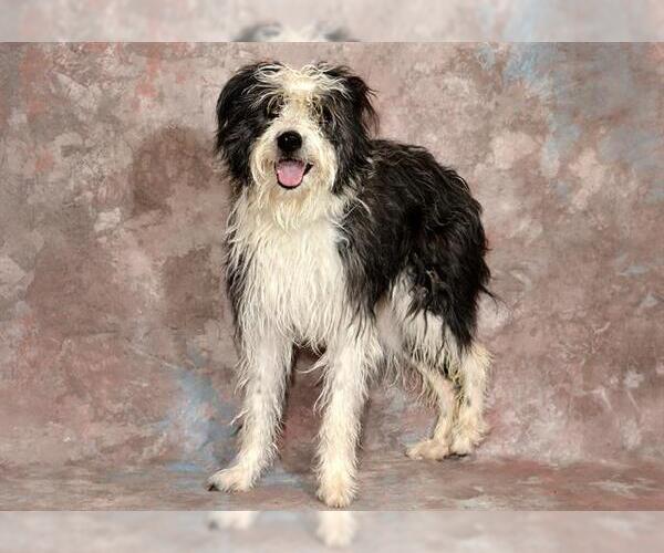 Medium Photo #1 Bearded Collie-Unknown Mix Puppy For Sale in West Valley, UT, USA