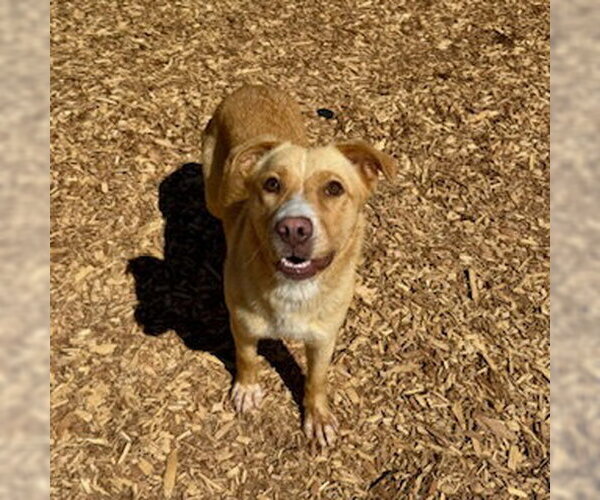 Medium Photo #1 Labrador Retriever-Unknown Mix Puppy For Sale in Sparta, TN, USA
