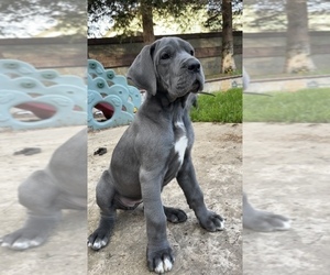 Great Dane Puppy for sale in BRENTWOOD, CA, USA