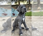 Small Photo #1 Great Dane Puppy For Sale in BRENTWOOD, CA, USA