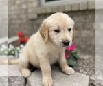 Small Photo #8 Golden Retriever Puppy For Sale in FORDLAND, MO, USA