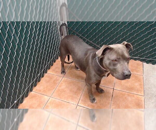 Medium Photo #1 Mutt Puppy For Sale in Downey, CA, USA