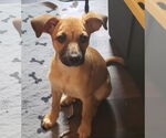 Small #1 Chihuahua-Wheaten Terrier Mix