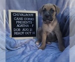 Small Photo #2 Cane Corso Puppy For Sale in MINERAL WELLS, WV, USA
