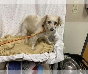 Chihuahua Dogs for adoption in Modesto, CA, USA
