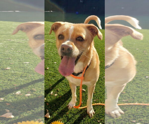 Medium Photo #1 Basenji-Unknown Mix Puppy For Sale in Anchorage, AK, USA