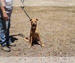 Small Photo #2 Sheprador Puppy For Sale in Bandera, TX, USA