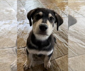 Australian Shepherd-German Shepherd Dog Mix Dogs for adoption in Lakewood, CO, USA