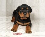 Puppy Freddie Rottweiler