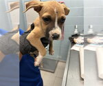 Small American Pit Bull Terrier Mix