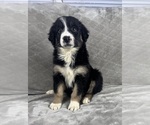 Small #3 Australian Shepherd