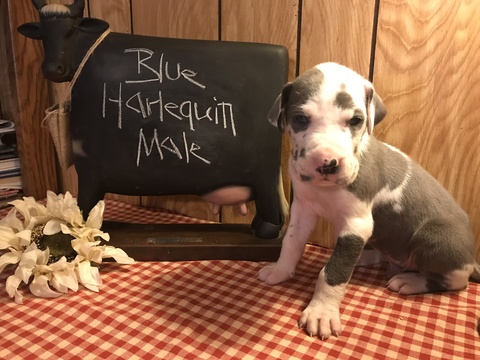 Medium Photo #1 Great Dane Puppy For Sale in GLENCOE, AR, USA