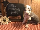 Small Photo #1 Great Dane Puppy For Sale in GLENCOE, AR, USA