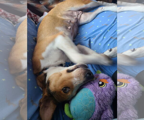 Medium Photo #11 Basenji-Unknown Mix Puppy For Sale in Minneapolis, MN, USA