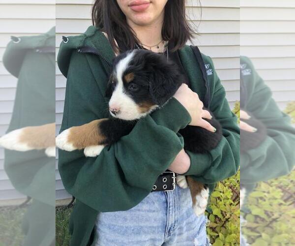 Medium Photo #1 Bernese Mountain Dog Puppy For Sale in SACRAMENTO, CA, USA