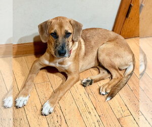 Slinky - Male Mutt Dog for Adoption - Photo #4