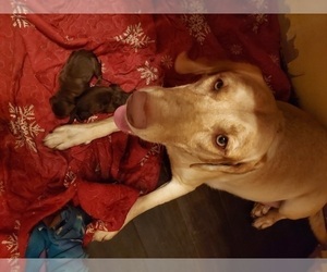 Mother of the Labrador Retriever puppies born on 10/14/2023