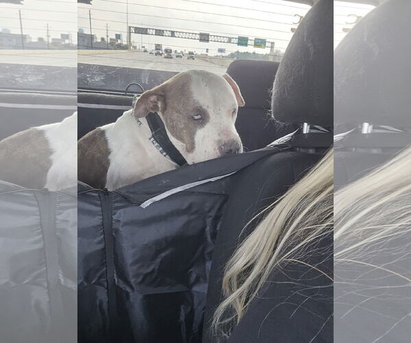 Medium Photo #24 Staffordshire Bull Terrier-Unknown Mix Puppy For Sale in The Woodlands, TX, USA