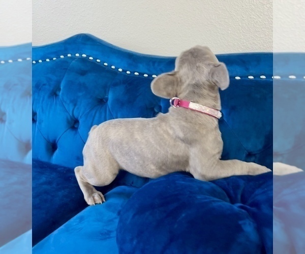 Medium Photo #7 English Bulldog Puppy For Sale in BEVERLY HILLS, CA, USA