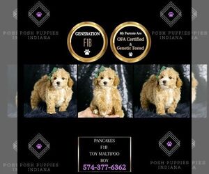 Maltipoo Puppy for sale in WARSAW, IN, USA