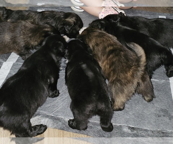 Medium Photo #1 Shih-Poo Puppy For Sale in CHARLOTTE, NC, USA