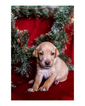 Small Photo #27 Australian Cattle Dog-Catahoula Leopard Dog Mix Puppy For Sale in WELLMAN, IA, USA