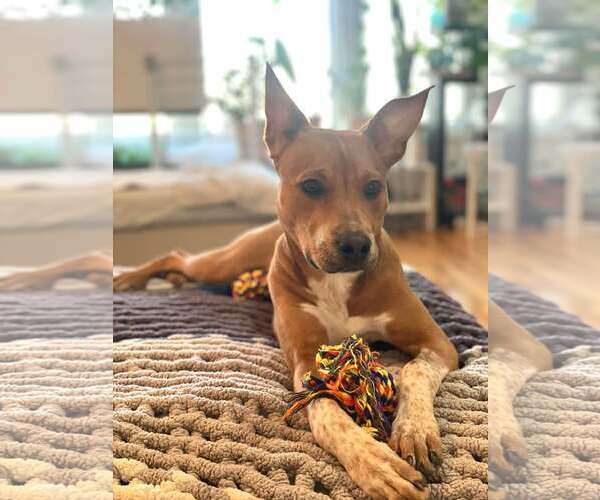 Medium Photo #3 Mutt Puppy For Sale in pomfret, CT, USA