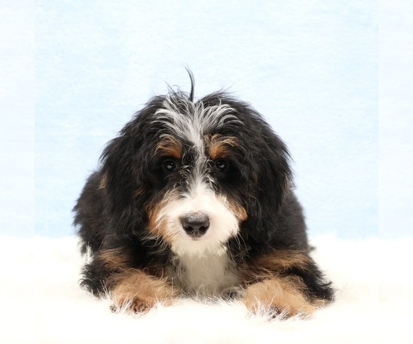 Medium Photo #3 Bernedoodle (Miniature) Puppy For Sale in LIVINGSTON, WI, USA