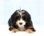 Small #2 Bernedoodle (Miniature)