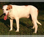 Small #7 Greyhound-Labrador Retriever Mix