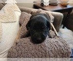 Small Photo #14 Labrador Retriever Puppy For Sale in BONAIRE, GA, USA