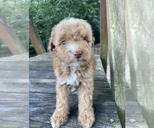 Medium Photo #14 Poodle (Miniature) Puppy For Sale in WEST ALEXANDRIA, OH, USA