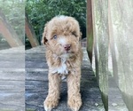 Small #13 Poodle (Miniature)